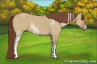 Horse Color:White Spotted Red Dun 