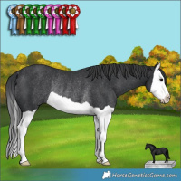 Horse Color:Black Splash Rabicano