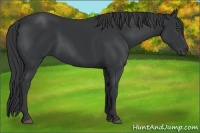 Horse Color:Black Rabicano 