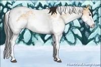 Horse Color:White Spotted Bay Dun Splash Tobiano 