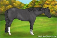 Horse Color:Smoky Blue Roan