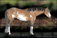 Horse Color:Bay Dun Sabino Splash Frame 