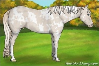 Horse Color:White Spotted Smoky Creme 