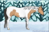 Horse Color:Buckskin Tobiano 
