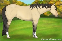 Horse Color:Buckskin Dun 