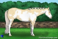 Horse Color:Silver Amber Champagne Dun Sabino Splash Frame 