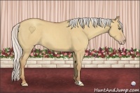 Horse Color:Silver Classic Champagne Dun Frame 