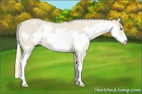 Horse Color:Smoky Creme Roan Dun Splash Frame 