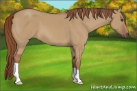 Horse Color:Red Dun