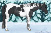 Horse Color:Black Tobiano 