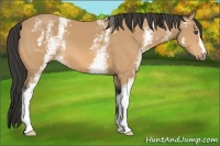 Horse Color:White Spotted Buckskin