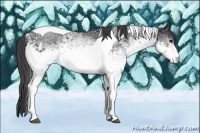 Horse Color:White Spotted Smoky Black Tobiano Rabicano