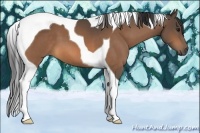 Horse Color:Buckskin Tobiano
