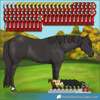 Horse Color:Smoky Black Rabicano 