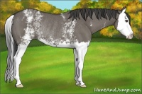 Horse Color:White Spotted Smoky Grullo Sabino Splash Rabicano 