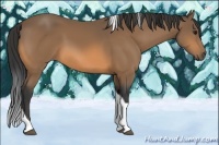 Horse Color:Buckskin Tobiano 