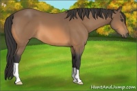 Horse Color:Buckskin 