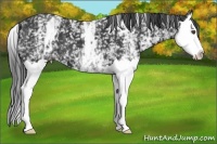 Horse Color:White Spotted Black Splash 