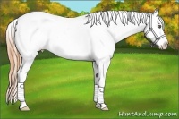 Horse Color:White Spotted Classic Cream Champagne Splash Appaloosa 
