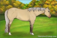 Horse Color:Silver Bay Dun 