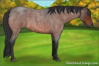 Horse Color:Bay Roan 