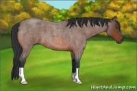 Horse Color:Bay Roan 