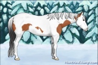 Horse Color:Bay Splash Tobiano