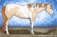 Horse Color:Amber Champagne Pearl Sabino Tobiano 