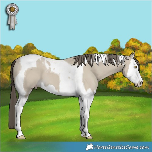 Horse Color:Classic Cream Champagne Dun Splash Tobiano