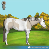 Horse Color:Classic Cream Champagne Dun Splash Tobiano