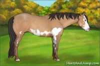 Horse Color:Amber Champagne Splash Frame