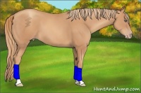 Horse Color:Gold Champagne