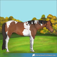 Horse Color:Unknown 