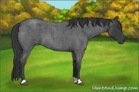 Horse Color:Unknown 