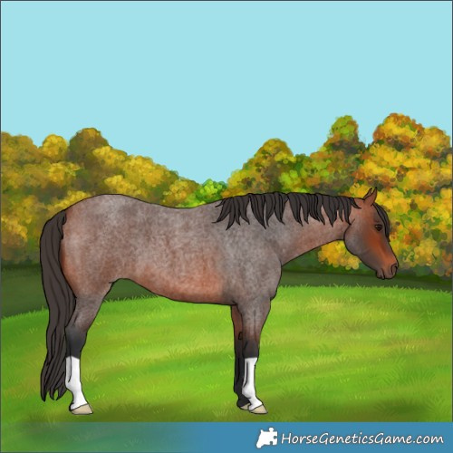 Horse Color:Unknown 
