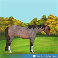 Horse Color:Unknown 