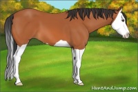Horse Color:Bay Splash 