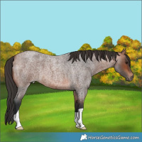 Horse Color:Bay Roan 