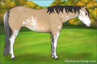 Horse Color:Buckskin Sabino
