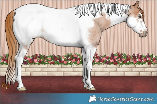 Horse Color:Red Roan Tobiano Frame Rabicano 