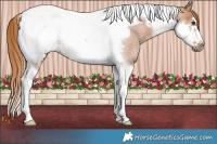 Horse Color:Red Roan Tobiano Frame Rabicano 