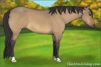 Horse Color:Buckskin Dun 