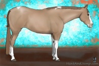 Horse Color:Black Pearl Sabino Splash Tobiano