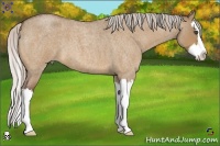 Horse Color:Silver Bay Roan Dun Splash 