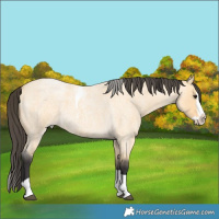 Horse Color:Buckskin Roan Splash Tobiano 