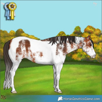 Horse Color:White Spotted Bay Tobiano