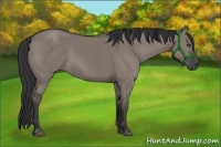 Horse Color:Grullo Rabicano 