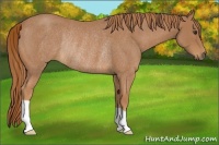 Horse Color:Red Roan Rabicano 