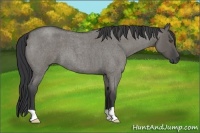 Horse Color:Grullo Roan