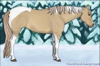 Horse Color:Palomino Dun Tobiano